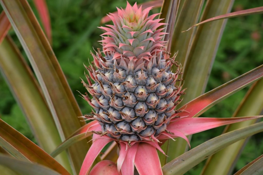 Baby Pineapple e1431487461101