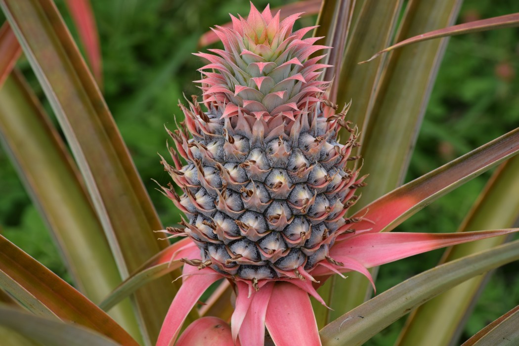 Baby Pineapple e1431487461101