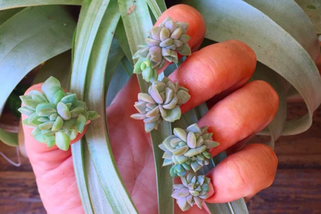 succulent nails