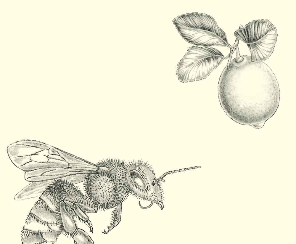 graphic design drawings illustrations package design