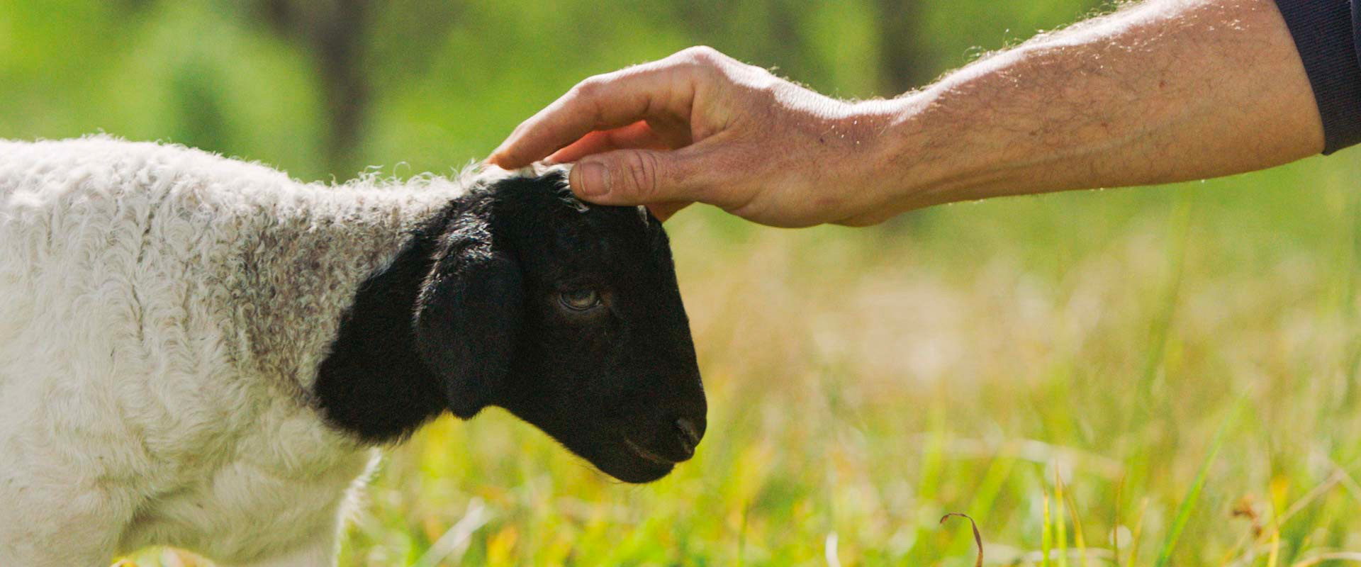 apricot lane farms media buying