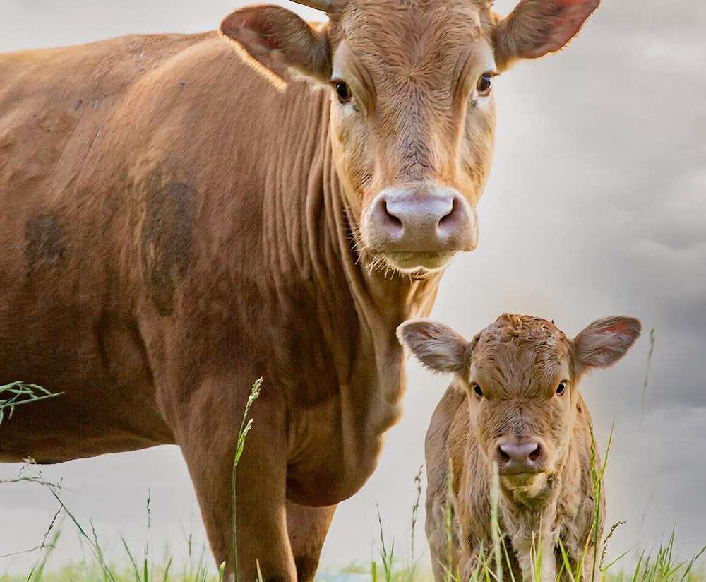 apricot lane farms social media strategy animals